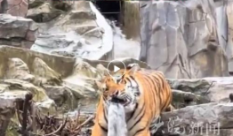 老虎视频,探索动物世界的神秘与魅力